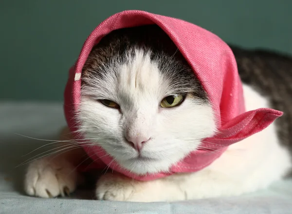 Başörtüsü pembe şal kedi portre kadar kapatın — Stok fotoğraf