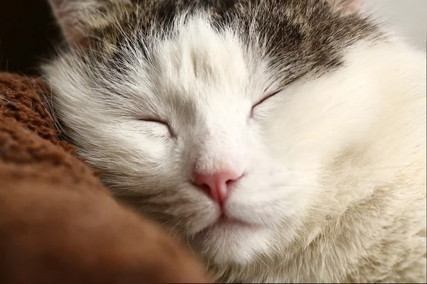 Gato fechar até focinho dormindo — Fotografia de Stock