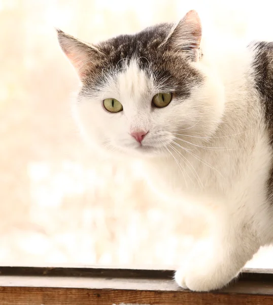 Gato siberiano sentar-se na janela da varanda — Fotografia de Stock