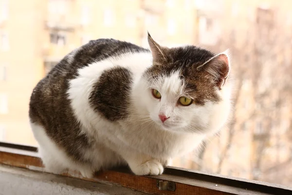 Gato siberiano sentarse en la ventana del balcón —  Fotos de Stock