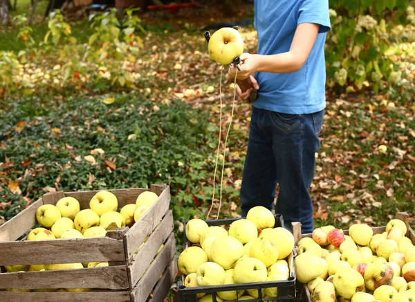 Šťastný nedospělý chlapec trhat jablka ze stromu — Stock fotografie