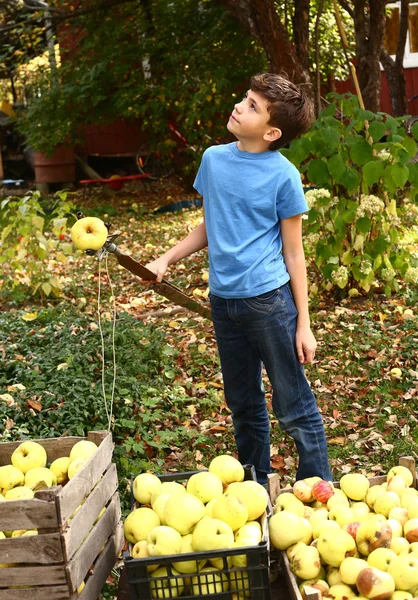 Heureux preteen garçon arracher des pommes de l'arbre — Photo