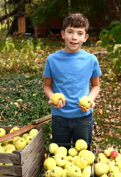 Happy preteen boy pluck apples from the tree — Stock Photo, Image