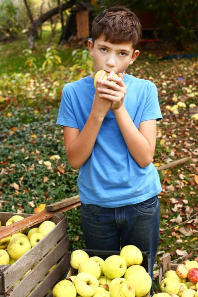 Happy preteen boy pluck apples from the tree — Stock Photo, Image