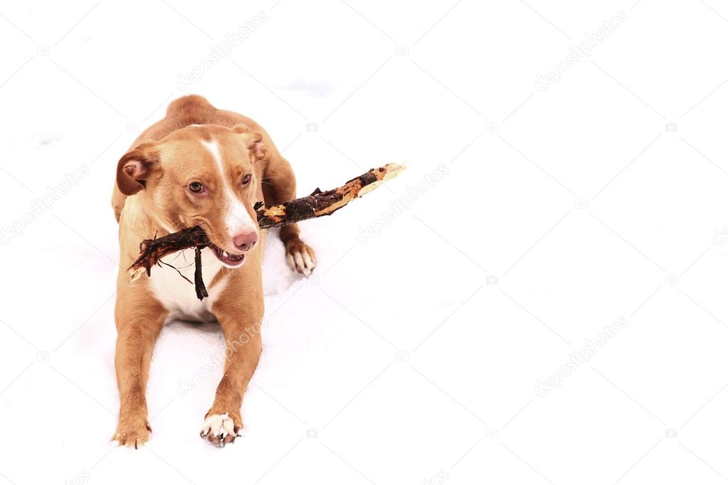 red nose irish terrier dog gnaw chew stick 