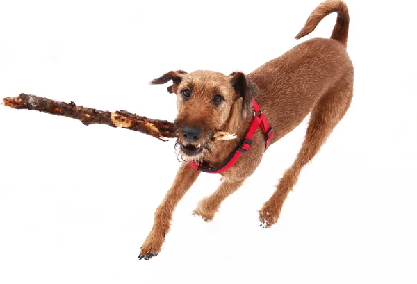 Nariz vermelho irlandês terrier cão roer mastigar pau — Fotografia de Stock