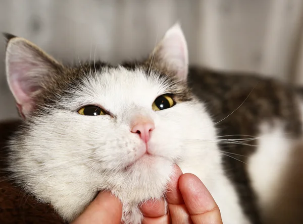 Närbild katt munkorg porträtt med mänskliga stroke fingrar — Stockfoto