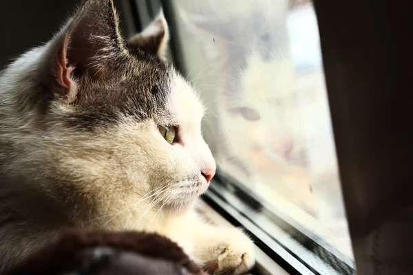 Gato siberiano de cerca retrato mirar ventana —  Fotos de Stock