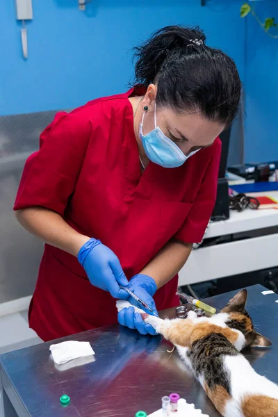Veterinarian with face mask drawing blood from a sedated cat.
