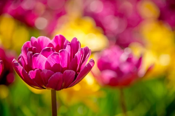 Rózsaszín tulipán Jogdíjmentes Stock Fotók