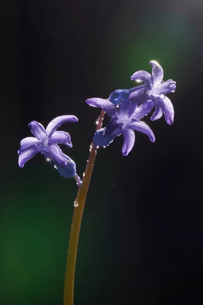 어두운 배경에 방울이 떨어지는 국화꽃의 — 스톡 사진