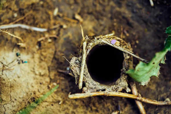 Bovenaanzicht Van Een Tarantula Spinnenhol Grond — Stockfoto