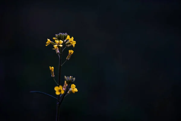 Κοντινό Πλάνο Κίτρινα Αγριολούλουδα Σκούρο Φόντο — Φωτογραφία Αρχείου
