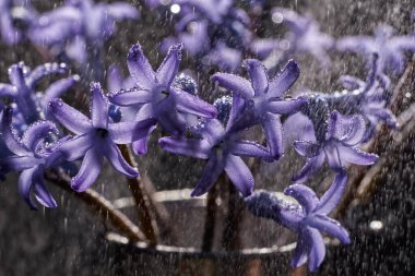 Yağmurun altında, dekoratif bir kovada mavi bir çiçek buketinin yakın çekimi.