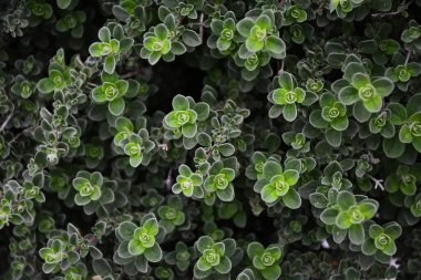 Yeşil yapraklar yakın plan, yaprak arkaplan