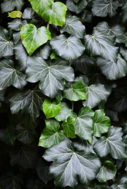 Yeşil yapraklar yakın plan, yaprak arkaplan