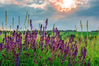 Yeşil çayırdaki güzel kır çiçekleri. Gün batımında parlak bir çayır ile ılık bir yaz akşamı. Altın batan güneşin ışığında çim silueti. Güneş ışınları ile güzel doğa manzarası.
