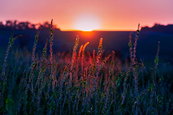 Lindas Flores Silvestres Prado Verde Noite Verão Quente Com Prado — Fotografia de Stock