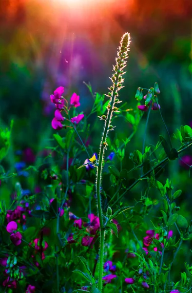 Prachtige Wilde Bloemen Een Groene Weide Warme Zomeravond Met Een — Stockfoto