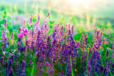 Yeşil çayırdaki güzel kır çiçekleri. Gün batımında parlak bir çayır ile ılık bir yaz akşamı. Altın batan güneşin ışığında çim silueti. Güneş ışınları ile güzel doğa manzarası.