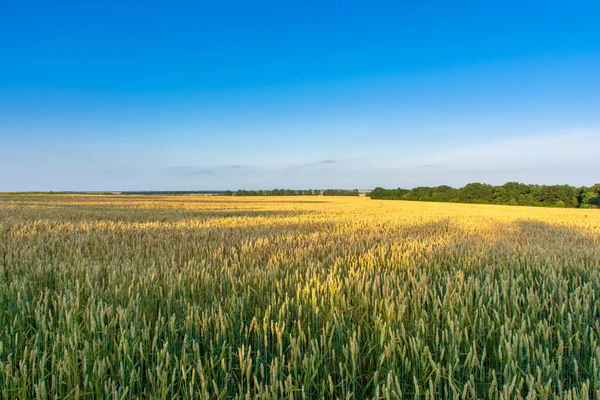 Batan Güneşin Işınlarında Mavi Gökyüzünde Buğday Tarlası — Stok fotoğraf