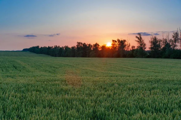 Batan Güneşin Işınlarında Mavi Gökyüzünde Buğday Tarlası — Stok fotoğraf