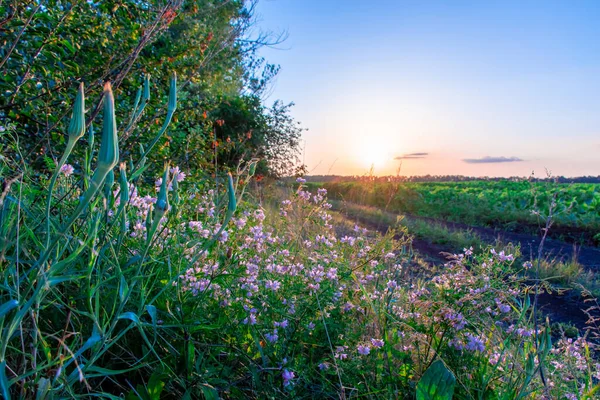 Prachtige Wilde Bloemen Een Groene Weide Warme Zomeravond Met Een — Stockfoto