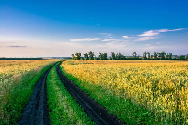 Tarweveld Een Blauwe Hemel Stralen Van Ondergaande Zon — Stockfoto