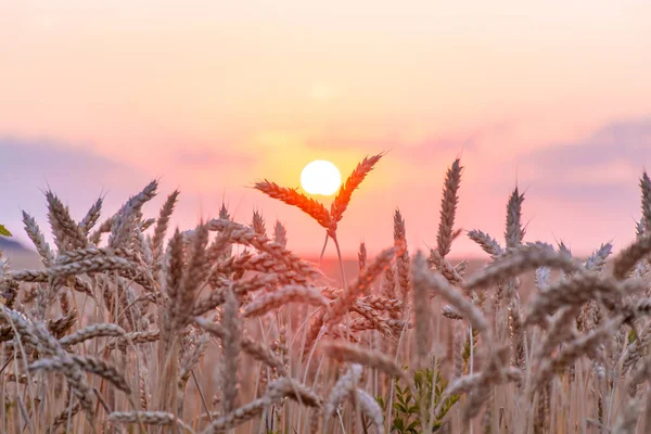 Hermosas Espigas Trigo Puesta Sol Campo Trigo Del Amanecer Profundidad — Foto de Stock