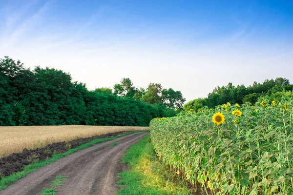 Landweg Tussen Zonnebloem Tarwevelden Landelijk Landschap — Stockfoto