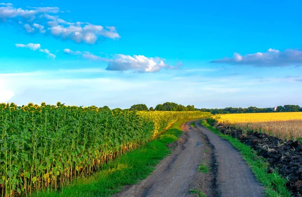 Landweg Tussen Zonnebloem Tarwevelden Landelijk Landschap — Stockfoto