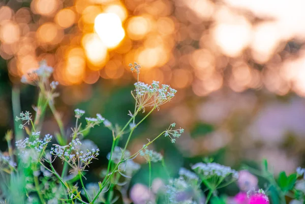 Prachtige Wilde Bloemen Een Groene Weide Warme Zomeravond Met Een — Stockfoto