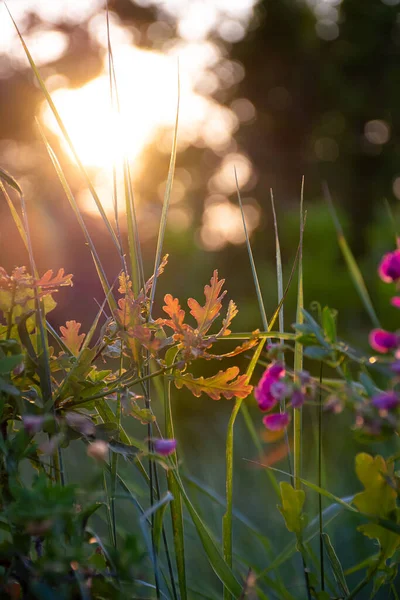 Prachtige Wilde Bloemen Een Groene Weide Warme Zomeravond Met Een — Stockfoto