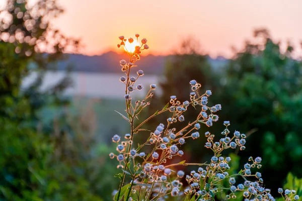 Prachtige Wilde Bloemen Een Groene Weide Warme Zomeravond Met Een — Stockfoto