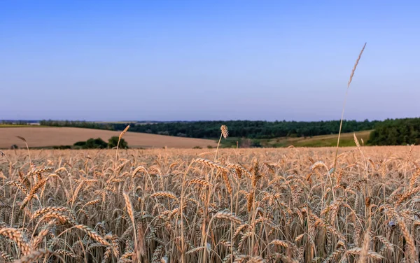 Prachtige Tarweoren Tegen Achtergrond Van Een Blauwe Lucht Bij Zonsondergang — Stockfoto