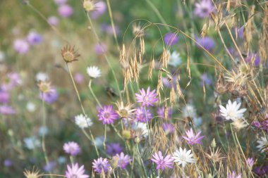 Dried flowers annual Immortelle beautiful wildflowers. Warm summer evening with a bright meadow at sunset. Beautiful natural landscape with sunbeams.