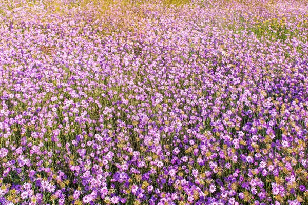 Dried Flowers Annual Immortelle Beautiful Wildflowers Warm Summer Evening Bright — Stock fotografie