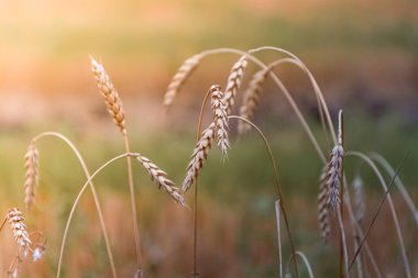 Bulanık arka planda yalnız buğday kulakları. Kırsal alan
