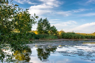 Gün batımında yeşil ağaçların ortasında fazla büyümüş bir gölet. Kırsal alan