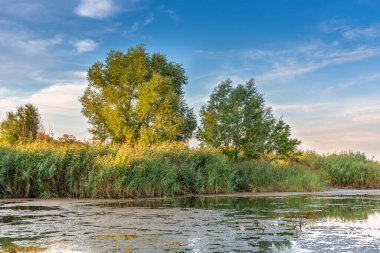 Gün batımında yeşil ağaçların ortasında fazla büyümüş bir gölet. Kırsal alan