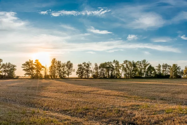 Gün Batımında Kendi Buğday Tarlam Kırsal Huzur Manzarası — Stok fotoğraf