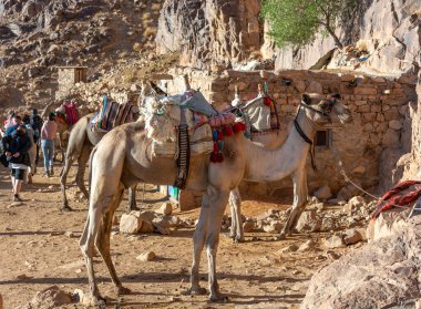Mısır, Sina dağları arasında develer, güzel manzaralar.