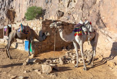 Mısır, Sina dağları arasında develer, güzel manzaralar.