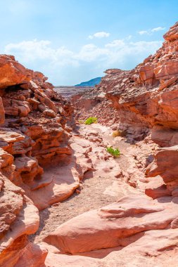 Sina Yarımadası 'ndaki renkli Salam Kanyonu. Güzel kıvrımlı kireçtaşı taşları..