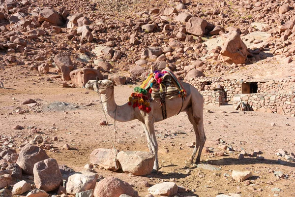 Єгипет Верблюди Серед Сінайських Гір Мальовничий Краєвид — стокове фото