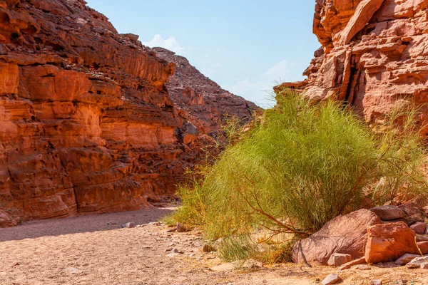 Färgad Kanjon Sinaihalvön Vackra Böjda Kalkstenar Växter Bland Stenarna — Stockfoto