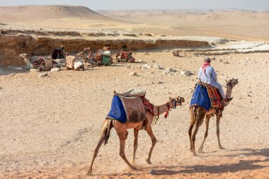 Giza Vadisi 'nin kumları arasında Mısır, Bedeviler ve develer