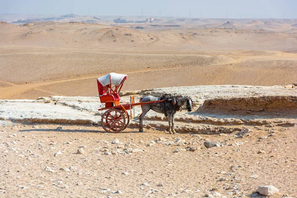 Pferdekutschen Vor Dem Hintergrund Der Pyramide Von Gizeh — Stockfoto