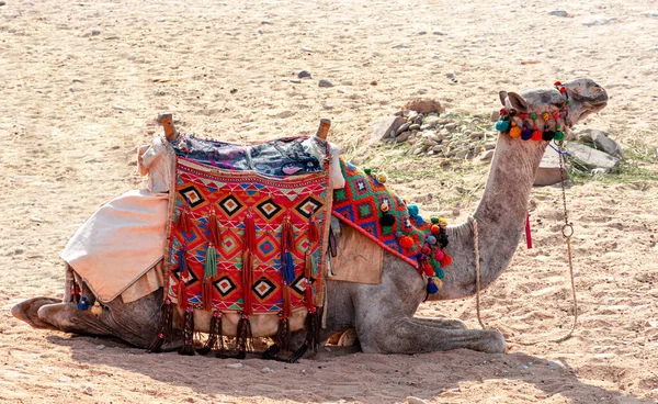 Mısır Giza Vadisinin Kumları Arasında Develer — Stok fotoğraf