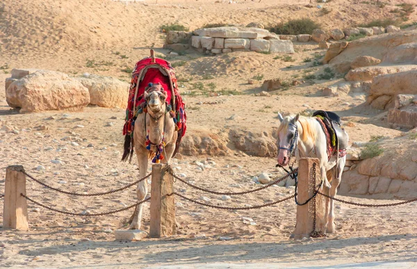 ギザ渓谷の砂の間のエジプト ラクダ — ストック写真